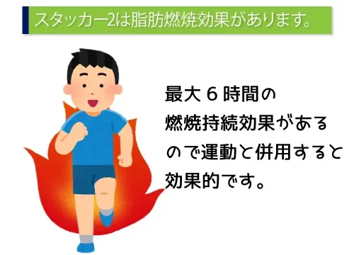 スタッカー2は脂肪燃焼効果があります。