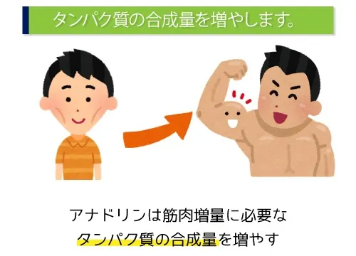 タンパク質の合成量を増やします。